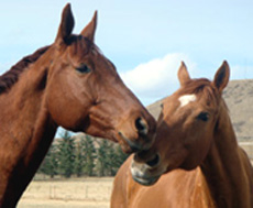 Green Tree Equine Facility
